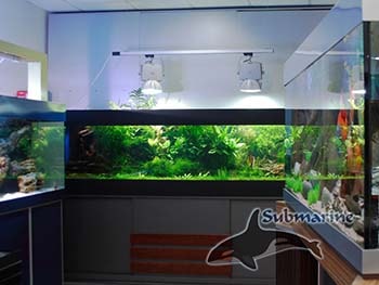 Пресноводный-аквариум с живыми растениями