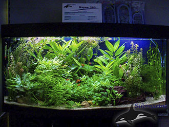 Подводные джунгли с живыми растениями.