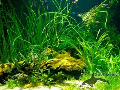 Натуральная коряга и бархатные водоросли Фото