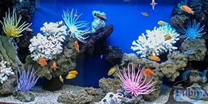 Оформление морского аквариума с живыми кораллами.
